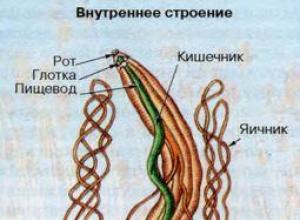 Variety and significance of particulate worms'яків таблиця